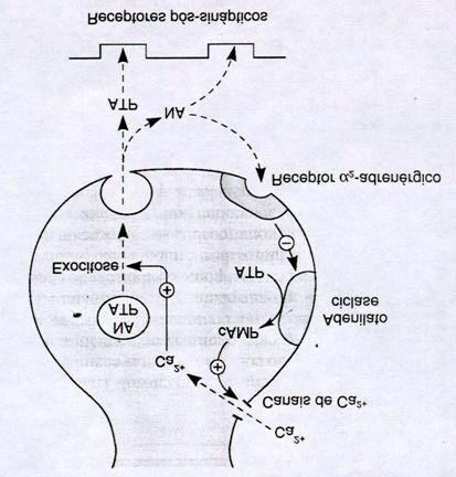 Degradação metabólica: o Monoamina oxidase (MAO): interior das células (terminações). NA - produção de ácido diidroximandélico (DOMA).