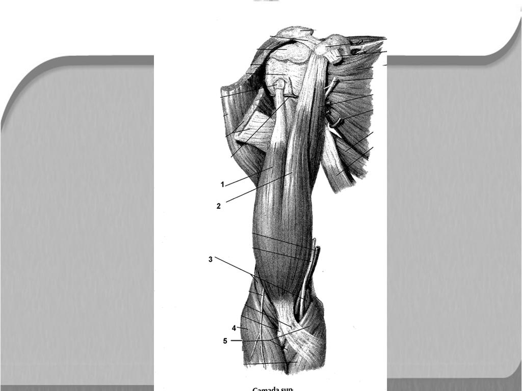 rádio-cápico palmar e dorsal m. bíceps braquial - cab. longa m.