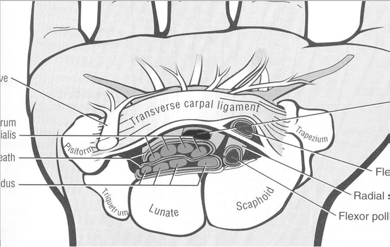 transverso distal Artic metacarpofalangeanas Extremidades distais móveis Arco longitudinal