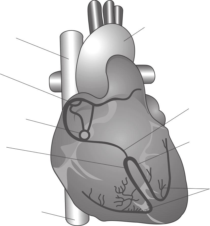 Ramos direito e esquerdo do feixe atrioventricular Os ramos do feixe atrioventricular 2,14 são responsáveis pela maior parte da condução elétrica nos ventrículos.