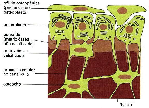 UNIDADE Tecidos Conjuntivos: Propriamente Dito, Elástico, Reticular, Mucoso, Adiposo e Ósseo Figura 7 Esquema e microfotografia de canalículos, que permitem nutrição e oxigenação dos osteócitos