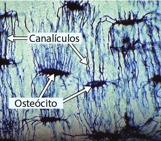 A camada mais externa do periósteo é formada principalmente por fibras colágenas e fibroblastos. As fibras colágenas formam feixes e penetram o tecido ósseo, firmando o periósteo ao osso.