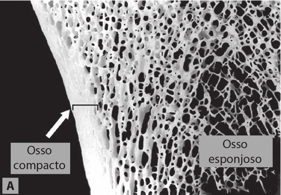 A principal função, tanto do periósteo quanto do endósteo, é a nutrição do tecido ósseo e o fornecimento de novos osteoblastos para o crescimento e a recuperação dos ossos.