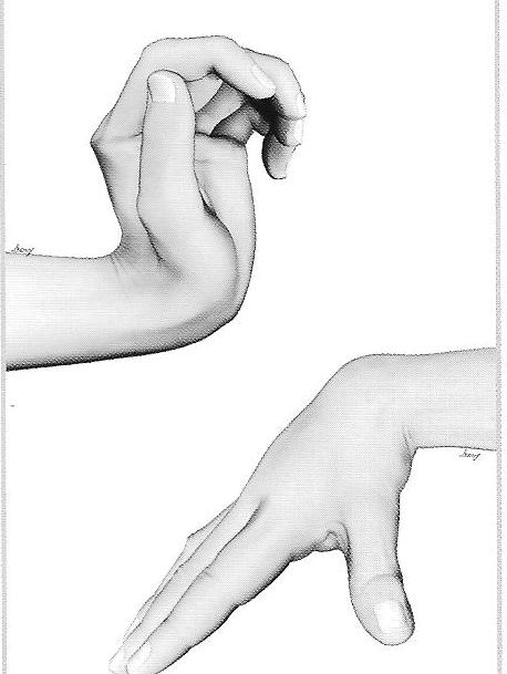 19 os flexores de punho são sinérgicos aos extensores de dedos, quando se flexiona o punho, ocorre à extensão das primeiras falanges dos dedos (53, 54, 56).