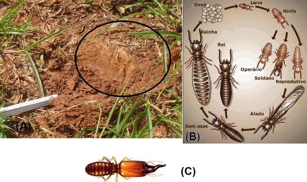 Figura 3.2 (A) Ninho subterrâneo da espécie Neocaprotermes opacus localizado na Mata Santa Genebra, Campinas, SP; (B) Ciclo de vida dos cupins e (C) Neocapritermes opacus.