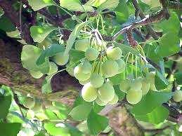 Gimnospermas Ordem: Ginkgoales