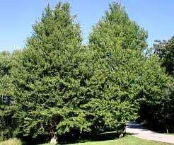 (única espécie) Árvore dióica,