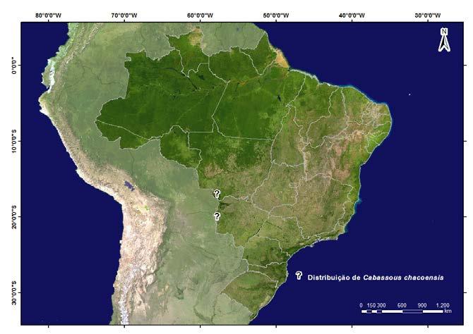 Avaliação do Risco de Extinção dos Xenartros Brasileiros Informações gerais (continuação) Idade de maturação dos indivíduos.