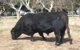 ABERDEEN ANGUS EUROPEUS BRITÂNICOS POLLED HEREFORD Sua origem deu-se nas Ilhas Britânicas.