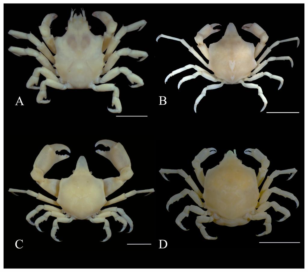 Nauplius 20(2): 179-186, 2012 181 Figure 1. Dorsal view of epialtid crabs. (A) Acanthonyx dissimulatus Coelho, 1993, male CL 12.2 mm (CCDB 1421). (B) Epialtus bituberculatus H.
