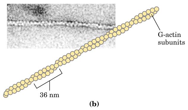 O filamento fino é constituído basicamente por uma proteína a actina- Monômeros globulares de actina polimerizan-se formando uma fita helicoidal com aspecto de colar de contas.