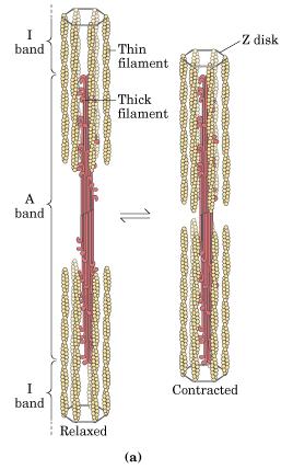 O filamento fino de miosina desliza em relação ao grosso na contração muscular Quando o ATP não está ligado na miosina, uma face da miosina está