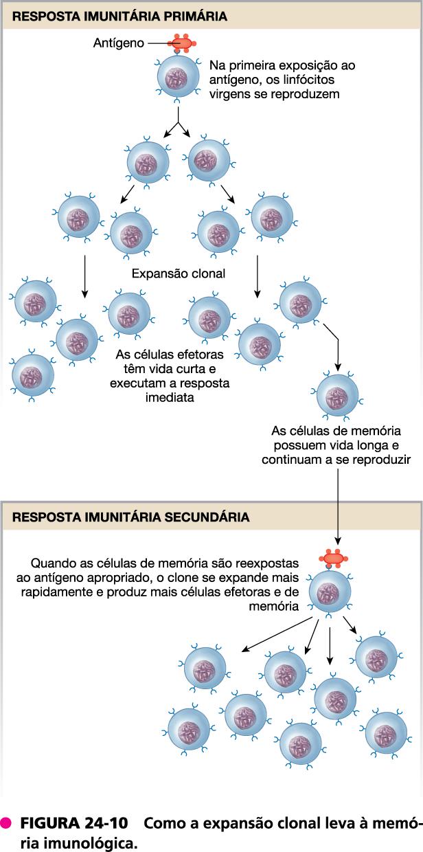 Memória da resposta imunológica