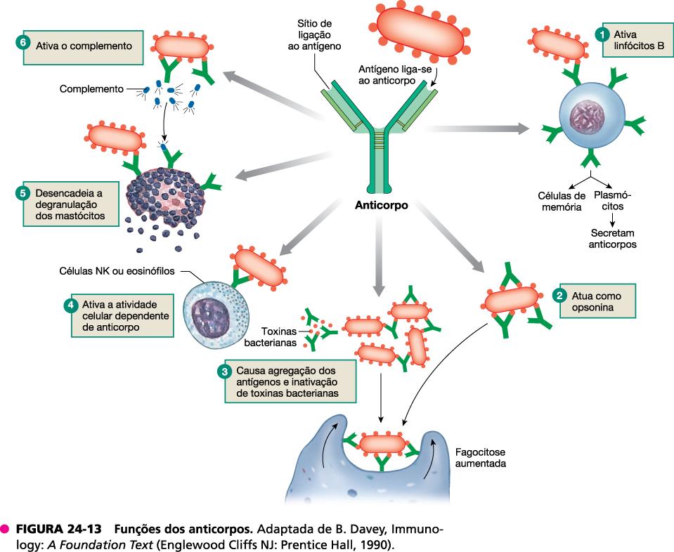 6) Ativando o complemento: anticorpos ligados a antígenso usam a extremidade Fc