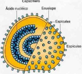 Nucleocapsídeo = Ácido nucléico + capsídeo Nos vírus envelopados o nucleocapsídeo está envolvido por uma bicamada lipídica adquirida durante o