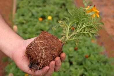 substrato deve atender às necessidades da planta, conforme o recipiente a ser usado.