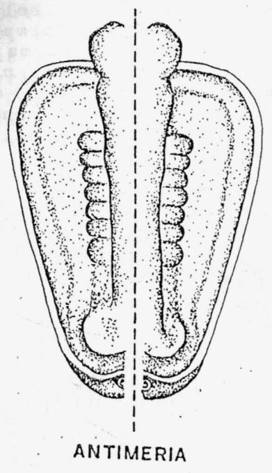 (Figura I-9. Vista dorsal de um embrião humano de 4 semanas mostrando a simetria perfeita de seus antímeros).