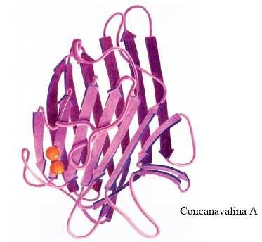 ESTRUTURA SECUNDÁRIA Proteínas Fibrosas α-hélice: Miosina