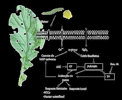 Indução à defesa planta
