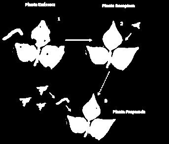 receptora planta