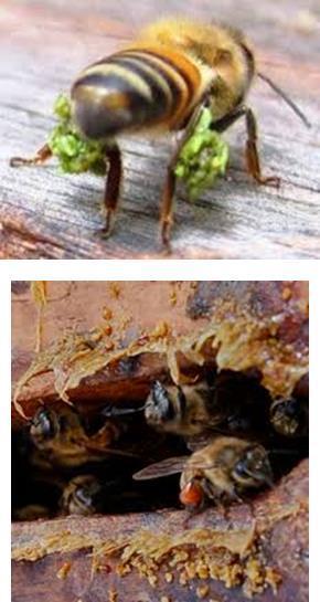 Recolha da própolis As abelhas são atraídas pelas gemas das plantas. Com as suas pernas posteriores e peças bucais rompem pedaços de resinas.