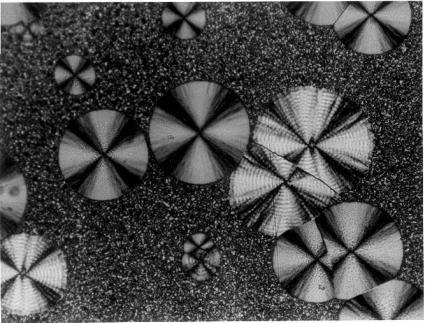 esferulito anelado pequenos esferulitos formados durante o resfriamento da amostra esferulito não anelado (c) 100µm