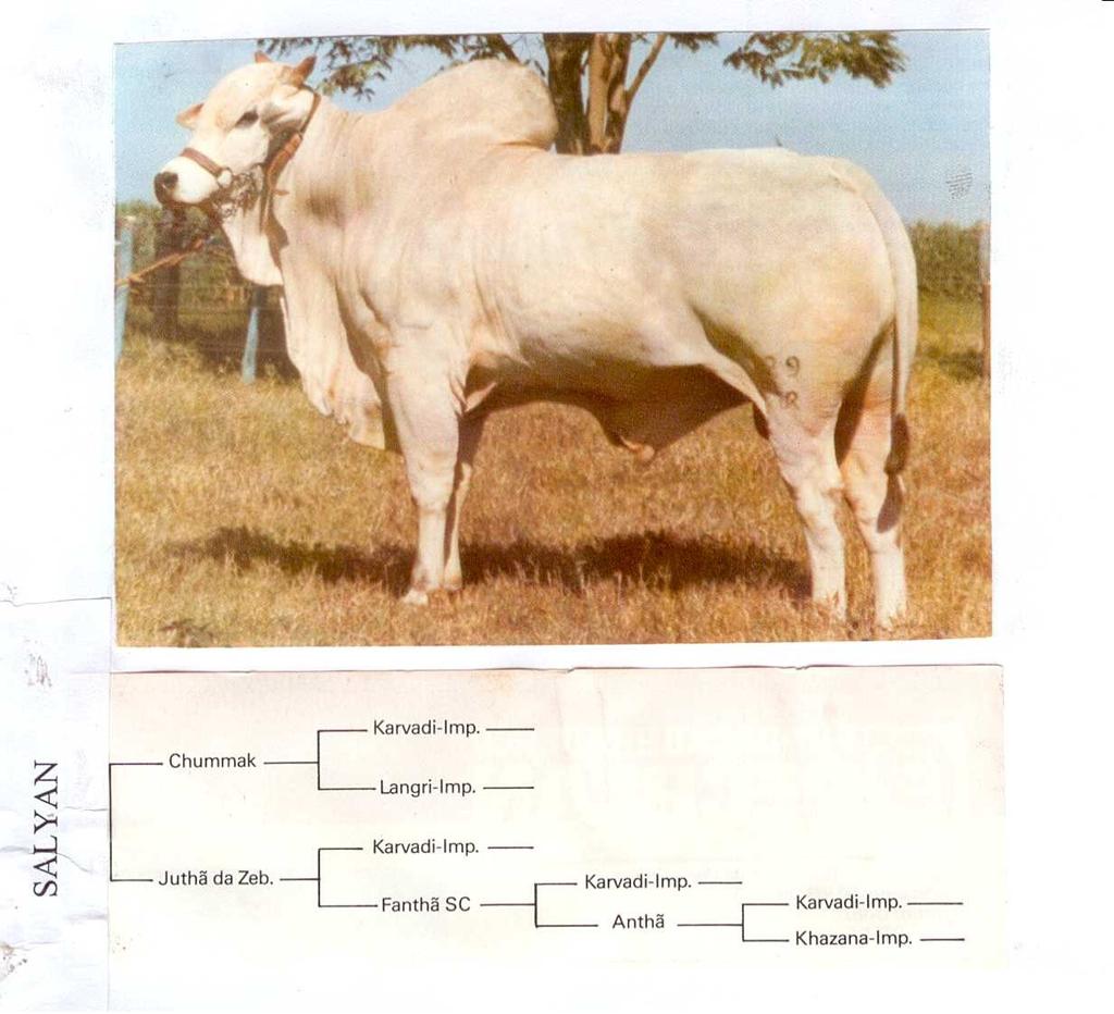 2. Considerando o pedigree abaixo, pede-se: a) Calcular o coeficiente de endogamia do touro Salyan b) Calcular o coeficiente de endogamia do vaca Juthã da Zeb.