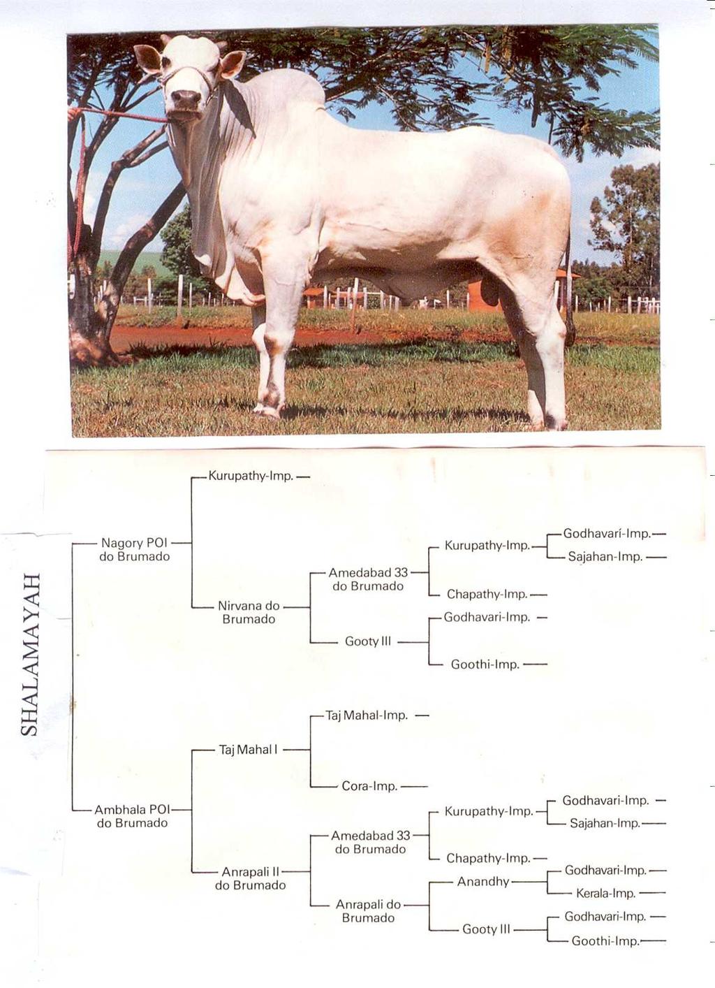 3. Considerando o pedigree abaixo, pede-se: a) Calcular o coeficiente de endogamia do touro Shalamayah b) Calcular o coeficiente de endogamia da vaca Anrapali II do Brumado c) Calcular o parentesco