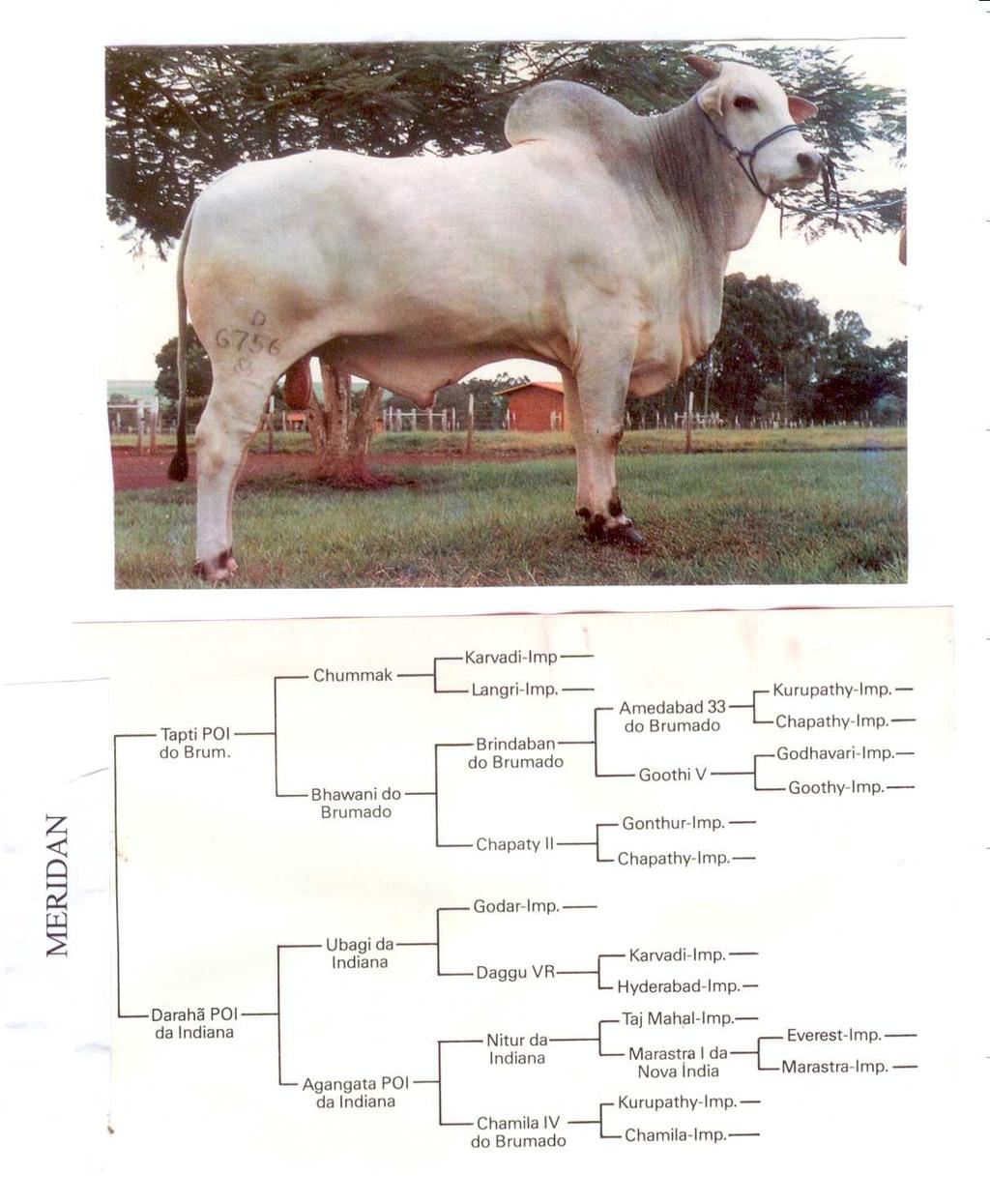 6. Considerando o pedigree abaixo, pede-se: a) Calcular o coeficiente de endogamia do touro Meridan b) Montar a tabela de covariâncias genéticas para todos os animais do pedigree c) Qual é a