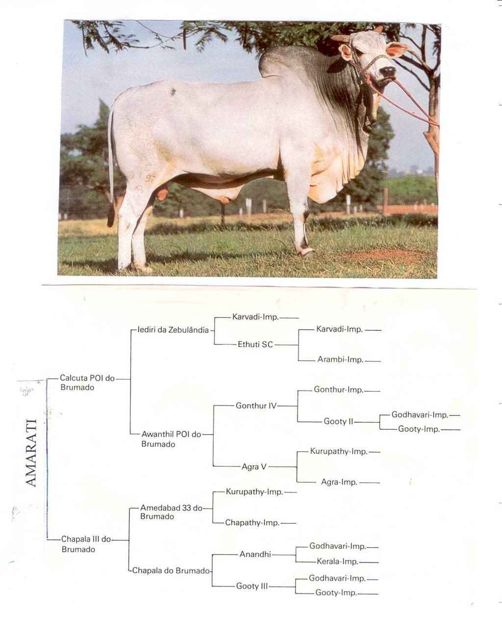 7. Considerando o pedigree abaixo, pede-se: a) Calcular o coeficiente de endogamia do touro Amarati b) Montar a tabela de covariâncias genéticas para todos os animais do pedigree c) Qual é a