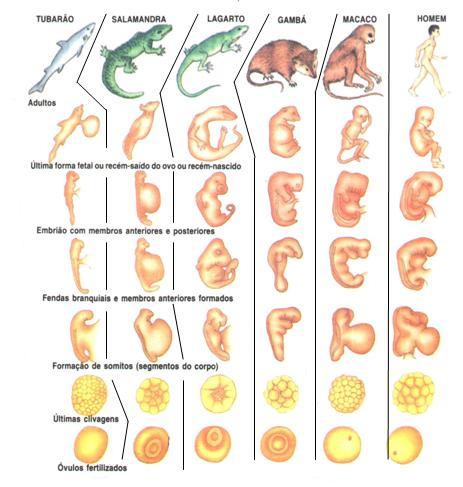 Anatomia comparada Pode estabelecer um parentesco entre muito grupos; Órgãos homólogos de mesma origem embrionária, com funções semelhantes ou não, constituem uma