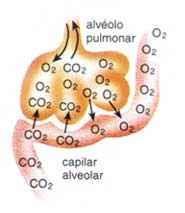 O oxigênio dentro dos alvéolos pulmonares difunde-se até os capilares sanguíneos penetrando nas hemácias, onde se liga com a hemoglobina, sendo o gás carbônico jogado para fora.