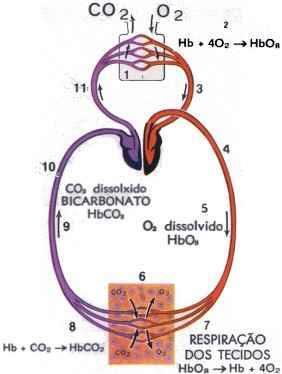 Os gases se difundem no sentido da maior para a menor concentração. A difusão se da através de duas camadas celulares que separam o ar alveolar do plasma sanguíneo.