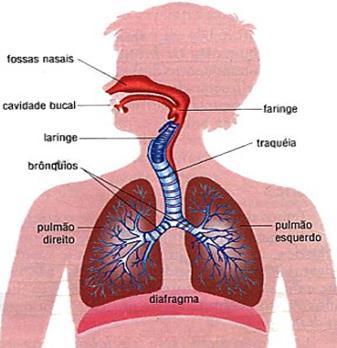 Se houver uma grande queda de O² no sangue, esses receptores mandam impulsos ao centro respiratório, localizado no bulbo, que envia estímulos aos músculos intercostais e ao diafragma, para acelerar o