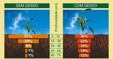 DISTRIBUIÇÃO RELATIVA DE RAÍZES NO