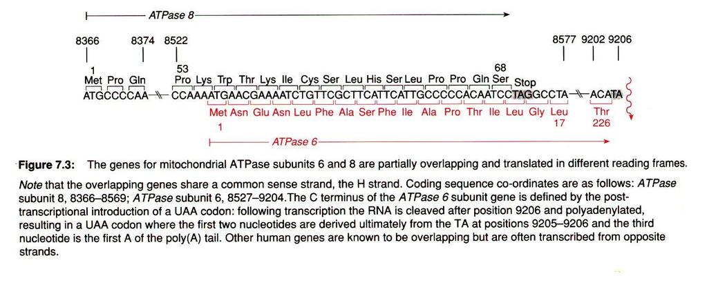 Genoma Mitocondrial Sobreposição de genes no DNA