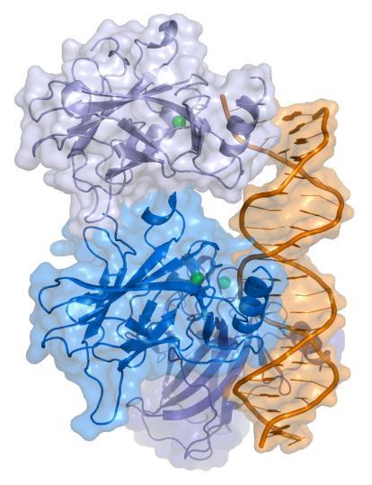 p53 As mutações somáticas no gene supressor tumoral p53 são encontradas em aproximadamente 50% de todos os tumores humanos, fazendo dele o gene mais comumente alterado.