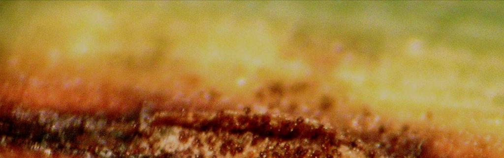 Como diferenciar de outras doenças A ferrugem alaranjada, em condições de campo, pode ser confundida com ferrugem marrom e com a mancha parda. A ferrugem marrom (P.