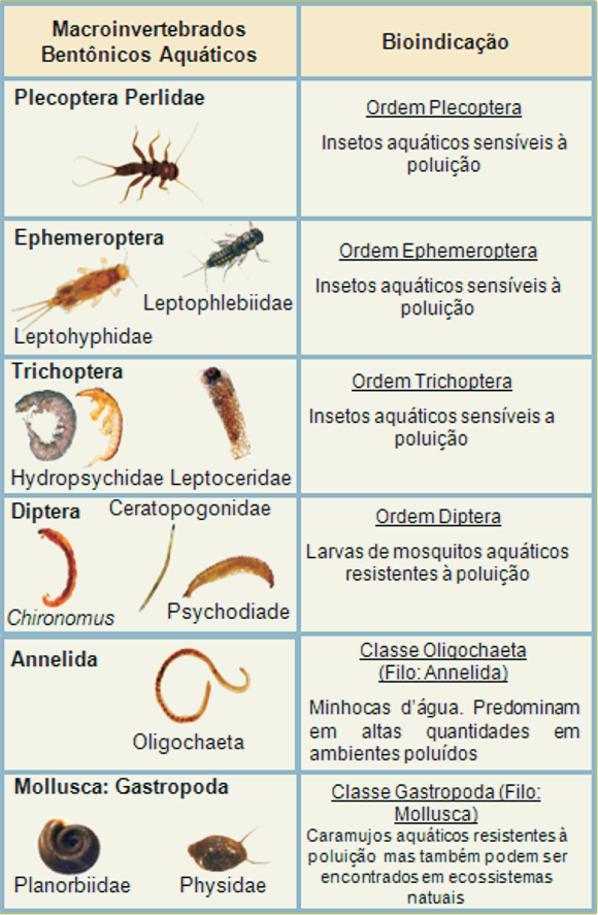 maior importância visto que os seus principais representantes aquáticos Quironomídeos (Chironomidae) e Caoborídeos (Chaoboridade) são encontrados em grande número.