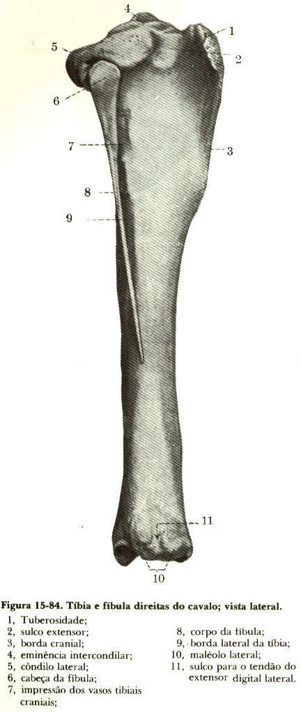 da extremidade proximal Extremidade distal maléolo lateral é um pequeno osso que se articula com a tíbia distal Suíno Osso longo e delgado que se estende da extremidade proximal à face