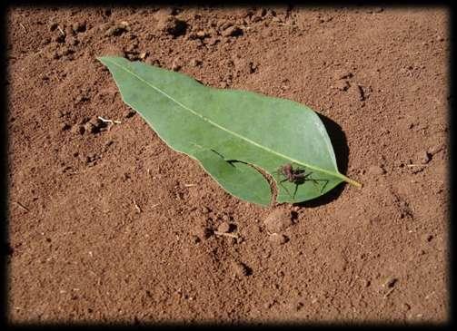 Combate à Formiga (principal praga) Formigas cortadeiras são insetos sociais : organização em colônias, por isso, o controle é difícil.