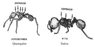 Formigas Cortadeiras Biologia GÊNEROS = Acromyrmex (quenquéns) e Atta (saúvas) Acromyrmex: - 4 a 5 pares de espinhos dorsais - coloração marrom clara a preta - ninhos pequenos ou montículos com