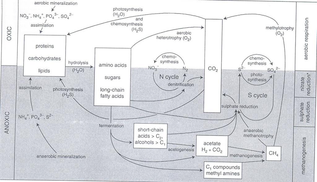 Aeróbio Materiais + lábeis: consumo rápido Resíduos: refratários Material solúvel difunde para a coluna d água Tamanho de grão: Aporte de O 2 e circulação de água Aporte de MO Bioturbação Demanda de