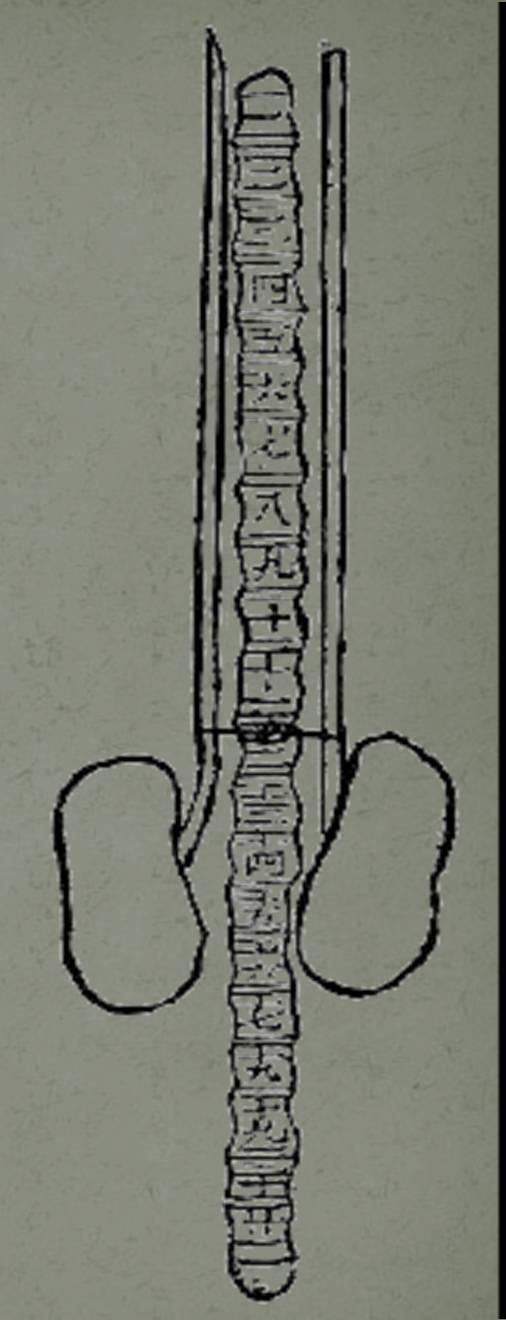 Armazena a Essência (Jing); Produz medula, abastece o cérebro e controla ossos; Governa a água no corpo; Controla a Recepção de Qi; Abre-se nos