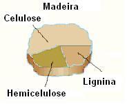 49-50 H 6 O 44-45 N 0,1-1 Celulose Polioses (hemiceluloses) Lignina