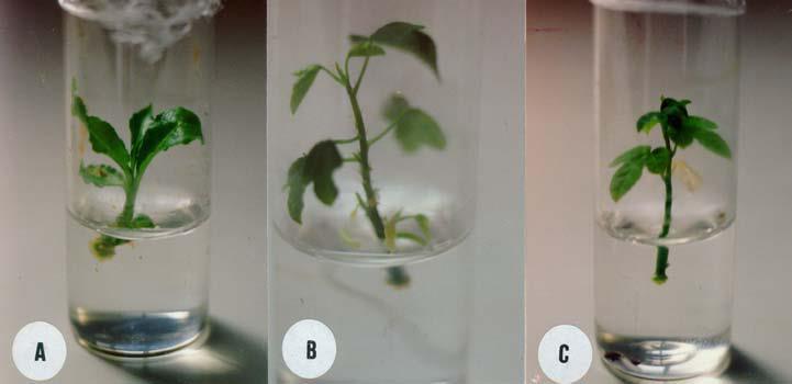 Conservação in vitro: cultura de tecidos Reprodução vegetativa e sementes recalcitrantes meios de cultura: redução