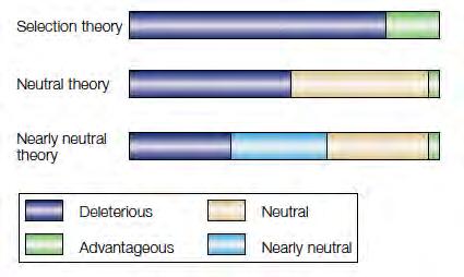 Seleção e variabilidade neutra a taxa de substituição neutra não depende do tamanho da população em populações grandes ocorrem mais mutações