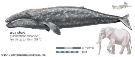Eschrichtilus robustus (Baleia cinzenta) Onívora
