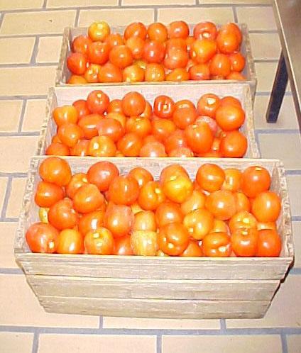 12 Manual para a Produção em Pequena Escala de Conserva de Tomate Desidratado Recepção Etapas de Processamento do Tomate Seco