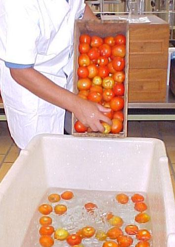 sódio). Esta água clorada a 10 ppm será utilizada para a higienização do tomate.